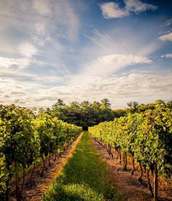 vineyard picture