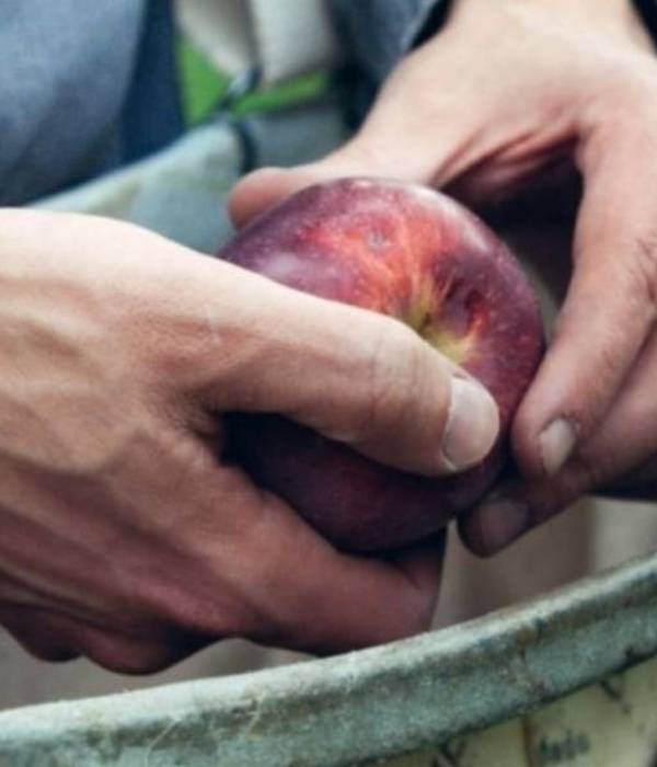 apple in hands