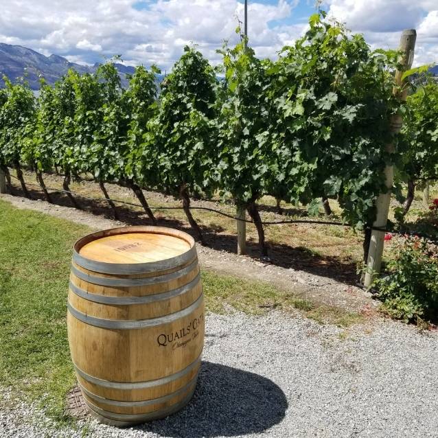 vineyard with a barrel in front